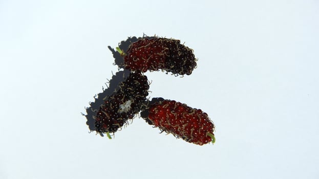 Mulberries grow abundantly on trees and are ready to be harvested photo
