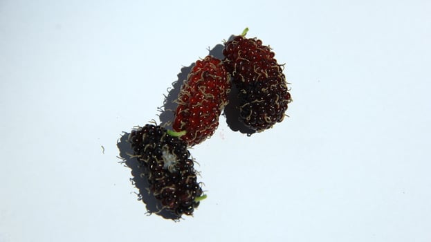 Mulberries grow abundantly on trees and are ready to be harvested photo
