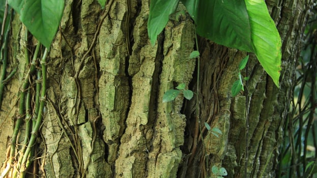wood fiber from the bira bira tree or Alocasia macrorrhizos, macrorrhiza - Alocasia macrorrhizos, grows well seen on a sunny day photo