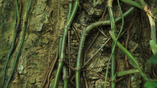 wood fiber from the bira bira tree or Alocasia macrorrhizos, macrorrhiza - Alocasia macrorrhizos, grows well seen on a sunny day photo