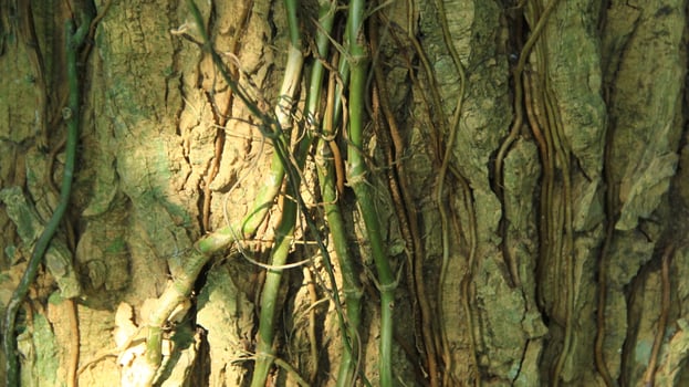 wood fiber from the bira bira tree or Alocasia macrorrhizos, macrorrhiza - Alocasia macrorrhizos, grows well seen on a sunny day photo