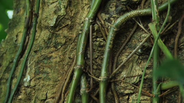 wood fiber from the bira bira tree or Alocasia macrorrhizos, macrorrhiza - Alocasia macrorrhizos, grows well seen on a sunny day photo