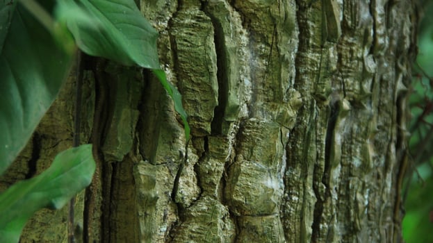 wood fiber from the bira bira tree or Alocasia macrorrhizos, macrorrhiza - Alocasia macrorrhizos, grows well seen on a sunny day photo