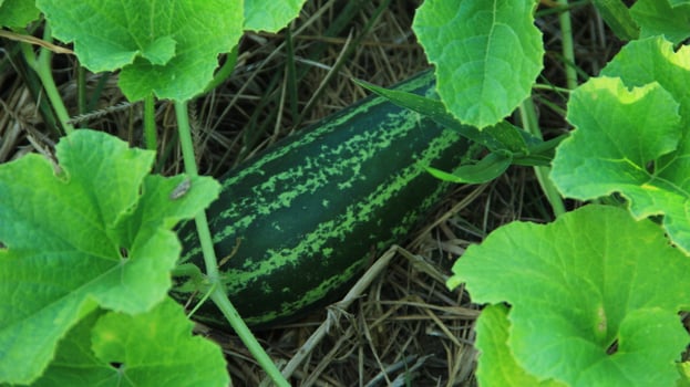 Cucumber or Cucumis melo L. var. reticulatus Naudin in the garden ready to be harvested photo