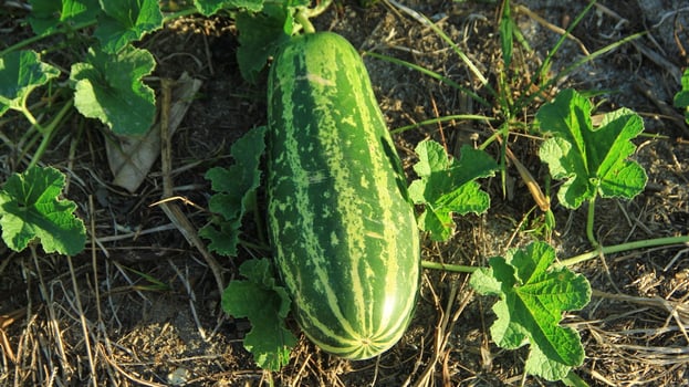 Cucumber or Cucumis melo L. var. reticulatus Naudin in the garden ready to be harvested photo