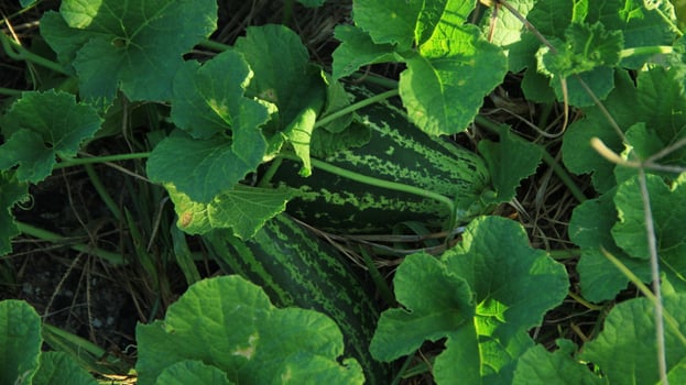 Cucumber or Cucumis melo L. var. reticulatus Naudin in the garden ready to be harvested photo