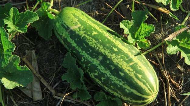 Cucumber or Cucumis melo L. var. reticulatus Naudin in the garden ready to be harvested photo