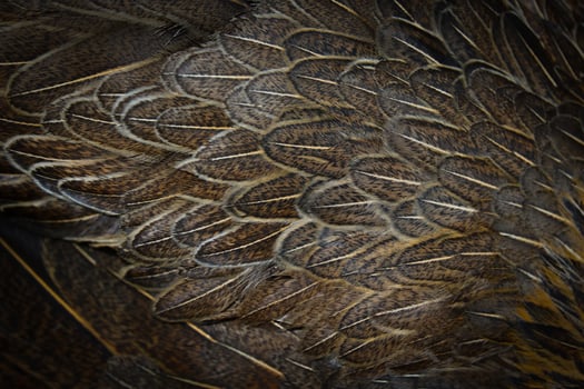 A close up of a bird's feathers with a black background photo