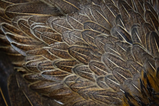 A close up of a bird's feathers photo