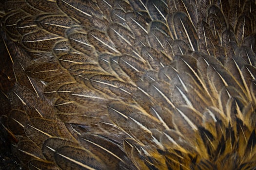 A close up of a bird's feathers photo