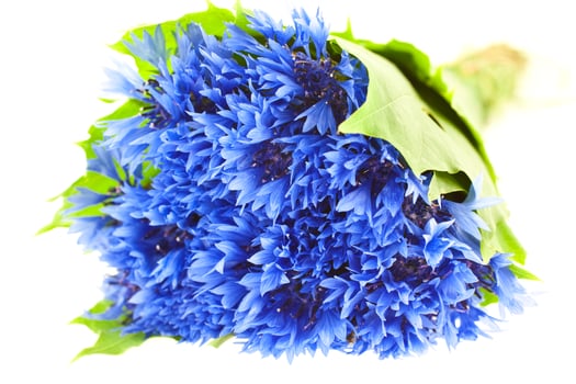 blue cornflower bunch photo