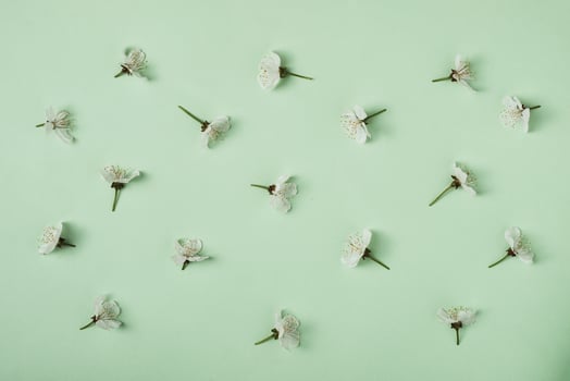White leaves of sweet cherry blossoming in spring are arranged in a pattern. Spring and development minimal concept. photo