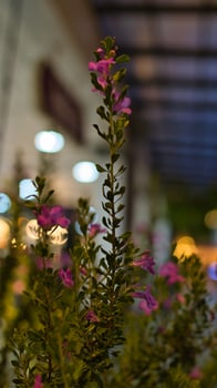 a plant in a dark room photo