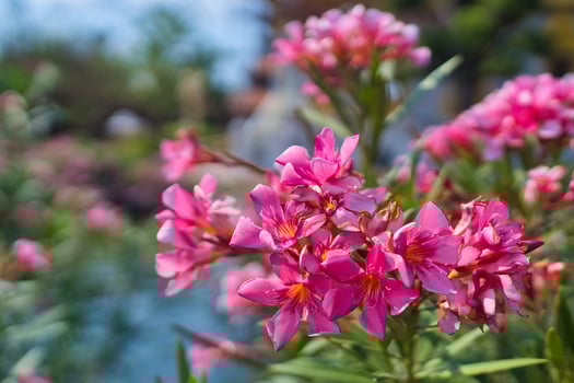 pink flowers in the garden photo