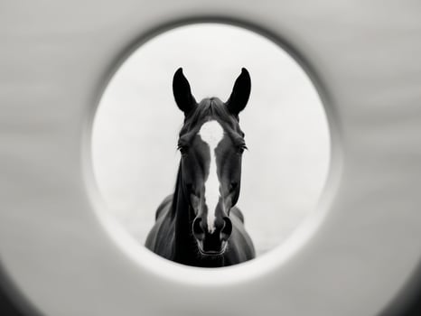 A horse is looking out of a circular window photo