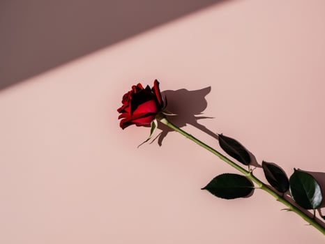 A single red rose on a pink background photo