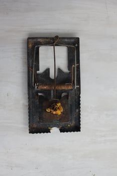 The mousetrap will automatically clamp when the bait is eaten photo