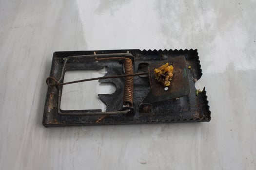 The mousetrap will automatically clamp when the bait is eaten photo