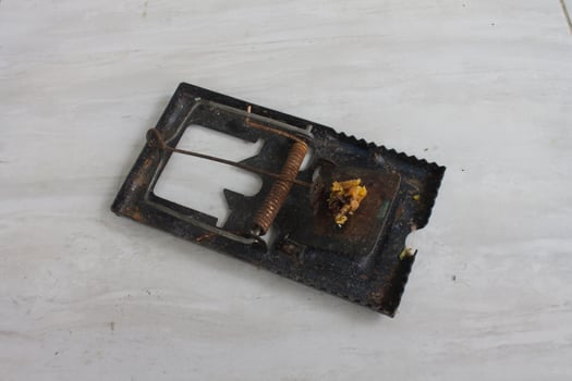 The mousetrap will automatically clamp when the bait is eaten photo