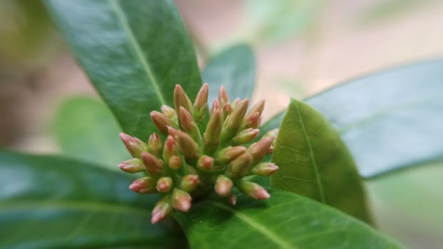 small yellow flowers photo