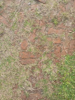 a brick wall with grass and weeds growing on it photo
