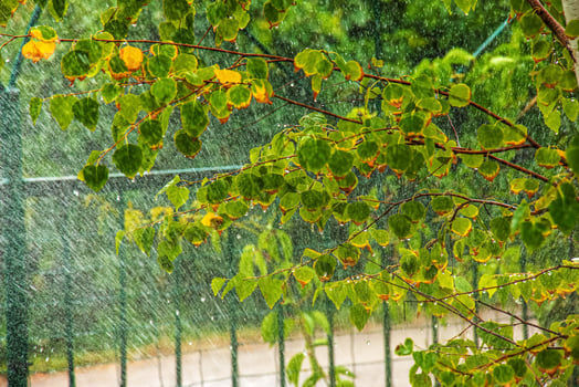 Birch leaves in drops of pouring water. Watering. photo
