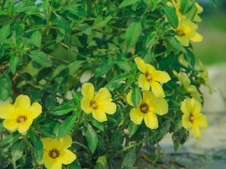 Turnera ulmifolia is a species of flowering plant from the genus of figure-eight flowers that thrives in tropical climates photo