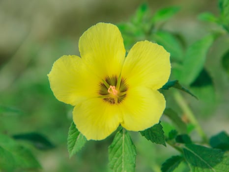 Turnera ulmifolia is a species of flowering plant from the genus of figure-eight flowers that thrives in tropical climates photo