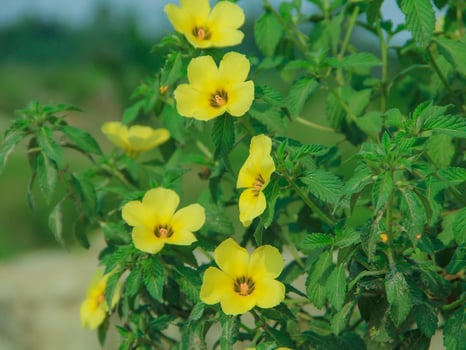 Turnera ulmifolia is a species of flowering plant from the genus of figure-eight flowers that thrives in tropical climates photo
