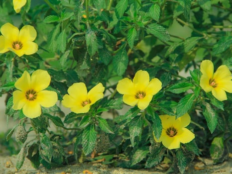 Turnera ulmifolia is a species of flowering plant from the genus of figure-eight flowers that thrives in tropical climates photo