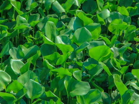 Water hyacinth plants that grow abundantly on riverbanks cause shallowing of river water photo