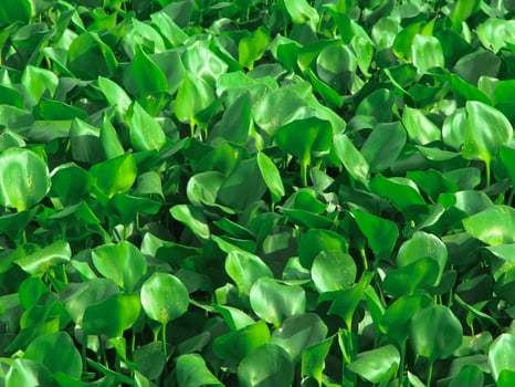 Water hyacinth plants that grow abundantly on riverbanks cause shallowing of river water photo
