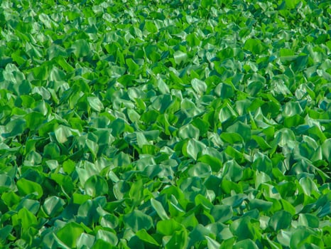Water hyacinth plants that grow abundantly on riverbanks cause shallowing of river water photo