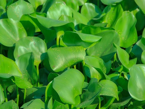 Water hyacinth plants that grow abundantly on riverbanks cause shallowing of river water photo