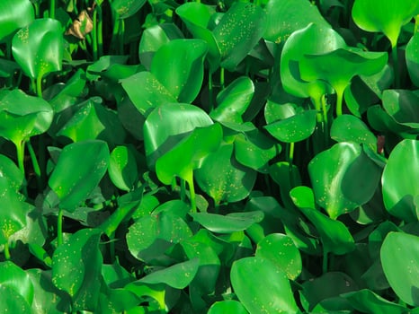Water hyacinth plants that grow abundantly on riverbanks cause shallowing of river water photo