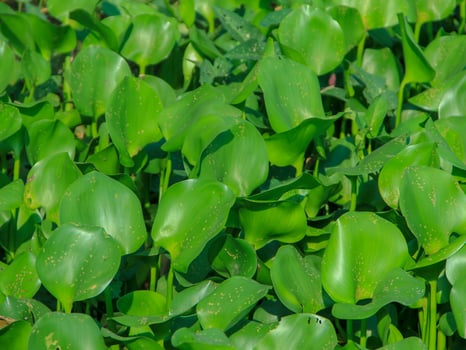 Water hyacinth plants that grow abundantly on riverbanks cause shallowing of river water photo
