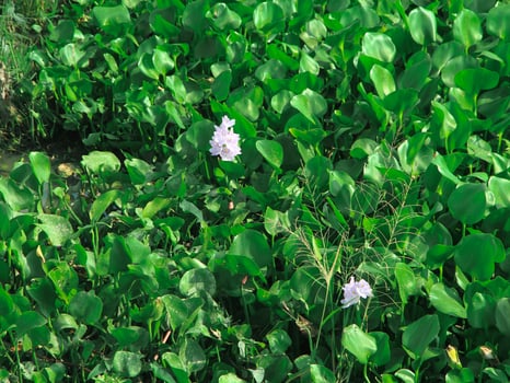 Water hyacinth plants that grow abundantly on riverbanks cause shallowing of river water photo
