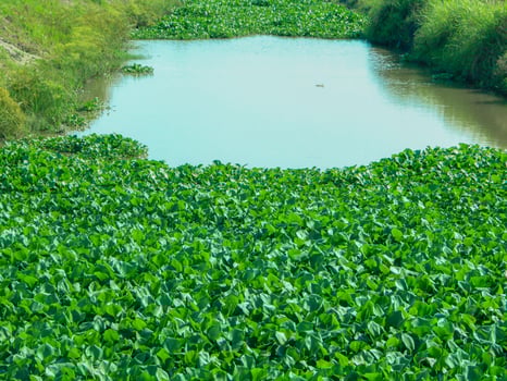 Water hyacinth plants that grow abundantly on riverbanks cause shallowing of river water photo