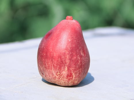 Jamaican guava or Syzygium malaccense with natural background photo