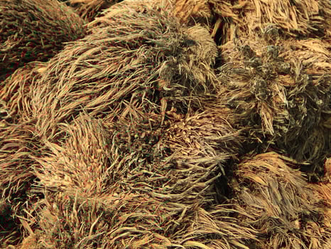 Waste from palm oil that has gone through a refining process and produces genuine cooking oil photo