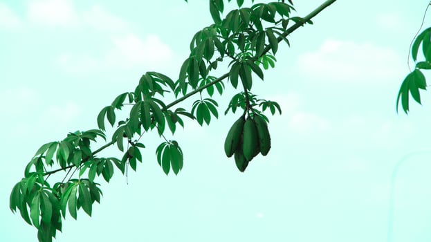 Ceiba pentandra or Kapok, also known as Javanese cotton, Javanese kapok, silk cotton or samauma, a lush growing green tree visible during the day photo