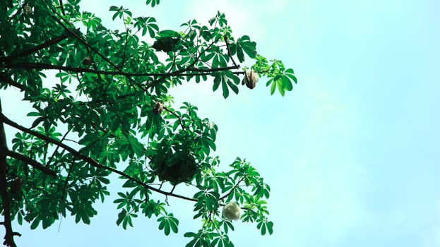 Ceiba pentandra or Kapok, also known as Javanese cotton, Javanese kapok, silk cotton or samauma, a lush growing green tree visible during the day photo