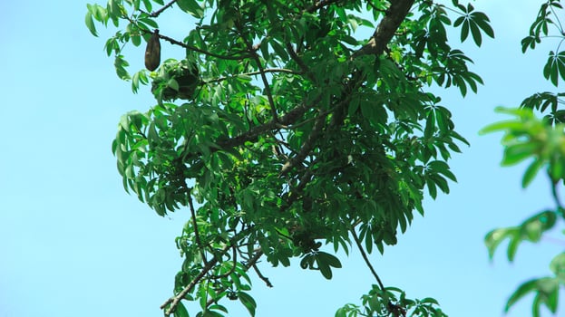 Ceiba pentandra or Kapok, also known as Javanese cotton, Javanese kapok, silk cotton or samauma, a lush growing green tree visible during the day photo