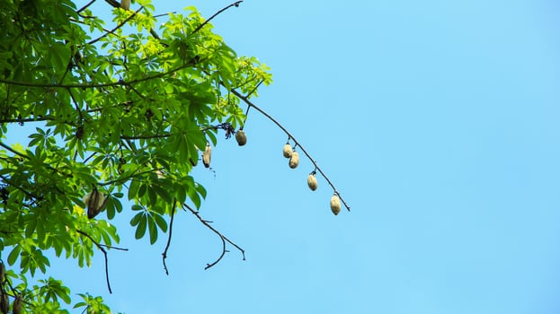 Ceiba pentandra or Kapok, also known as Javanese cotton, Javanese kapok, silk cotton or samauma, a lush growing green tree visible during the day photo