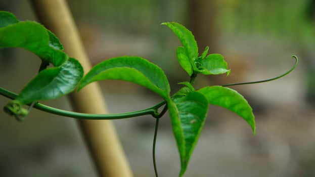 The passion fruit tree is green and spreads and emits bright sunlight photo