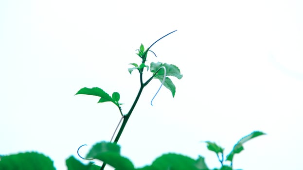The passion fruit tree is green and spreads and emits bright sunlight photo