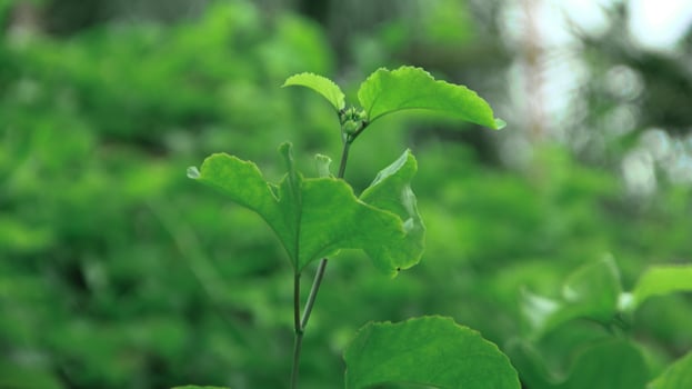 The passion fruit tree is green and spreads and emits bright sunlight photo