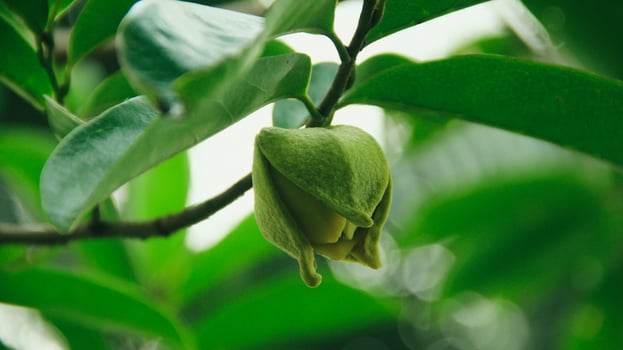 The soursop pistils in the garden are growing well and are blooming photo