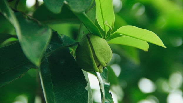 The soursop pistils in the garden are growing well and are blooming photo