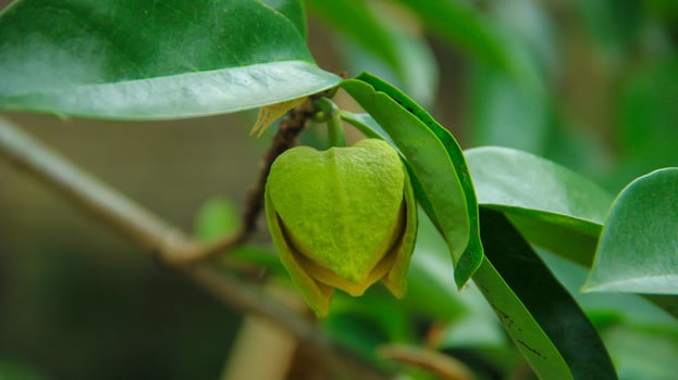 The soursop pistils in the garden are growing well and are blooming photo